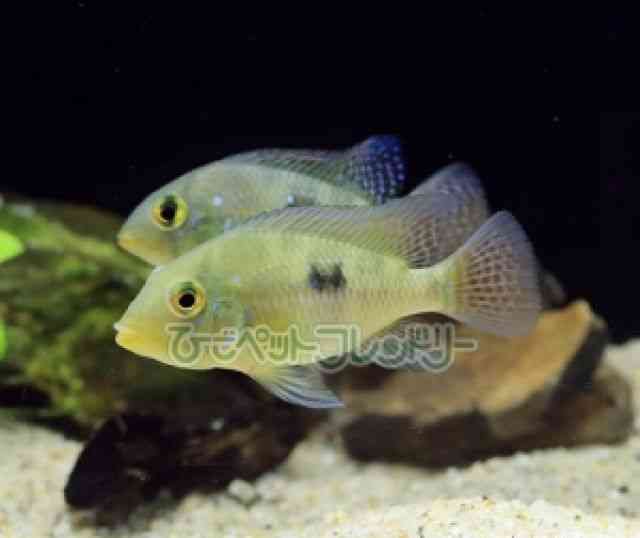 ゲオファーガス[ゲオファーガス・ブラジリエンシス] | ひごペット