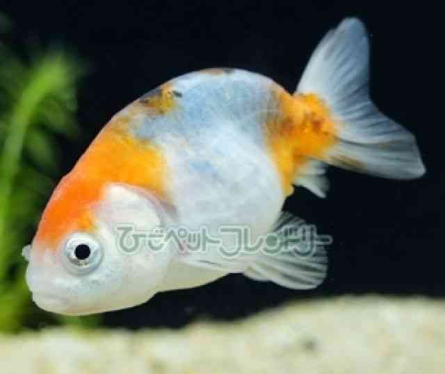 江戸期　極上　大振　犬に人物　根付　36g トコカト　東さ7-1124☆2F 江戸の“もふもふ”大集合！ かわいい温故知新 [ページ 3] | Numero TOKYO