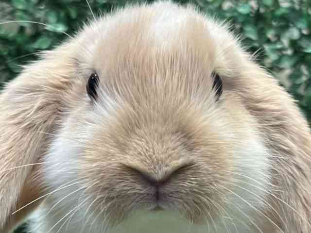 ロップイヤー[ドワーフロップイヤー] | ひごペットフレンドリー