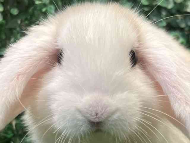 ロップイヤー[ドワーフロップイヤー] | ひごペットフレンドリー