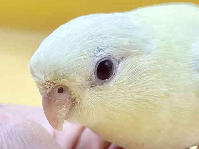 サザナミインコ[【クリームイノ】] | ひごペットフレンドリー 【 公式