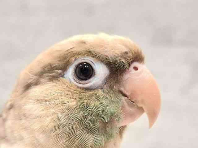 ホオミドリアカオウロコインコ[【カラー】ブルーシナモン] | ひご