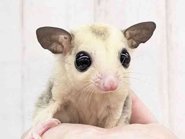 フクロモモンガ[【モザイク】フェスタ開催中！2026年2月1日まで特別