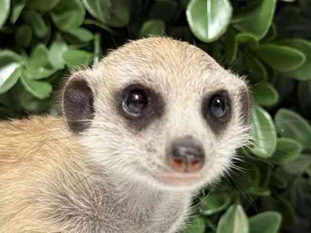 ミーアキャットさん ミーアキャットさん 【公式通販】