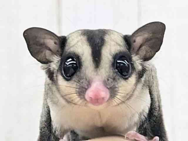 フクロモモンガ フクロモモンガ[【ノーマル】フェスタ開催中！2026年2月1日まで特別