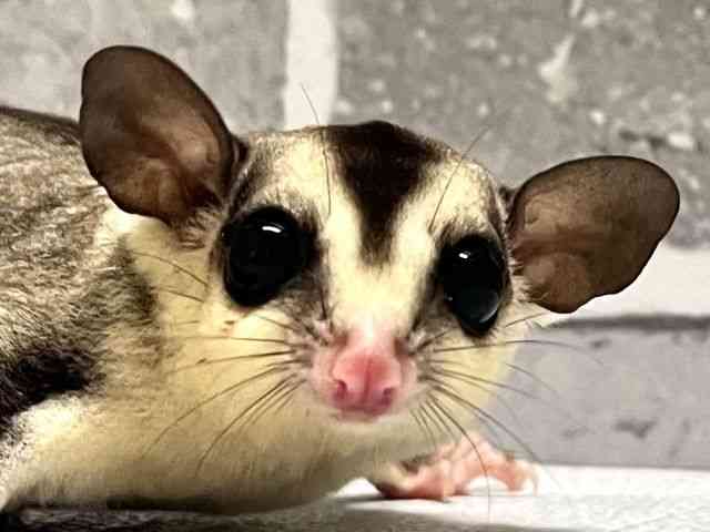 フクロモモンガ フクロモモンガ[ホワイトフェイス] | ひごペットフレンドリー 【 公式