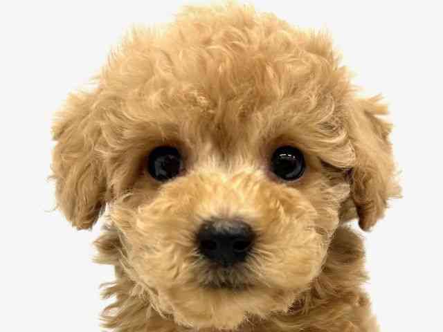 大阪府のトイプードル(トイ) (ひごペットフレンドリーイオンタウン茨木太田店/2025年10月8日生まれ/男の子/アプリコット)の子犬の1枚目の画像