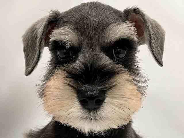 和歌山県のミニチュアシュナウザー (ひごペットフレンドリーパームシティ和歌山店/2025年11月9日生まれ/男の子/ソルトペッパー)の子犬の1枚目の画像