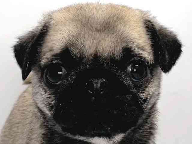 奈良県のパグ (ひごペットフレンドリー奈良パワーシティ店/2025年11月9日生まれ/女の子/フォーン)の子犬