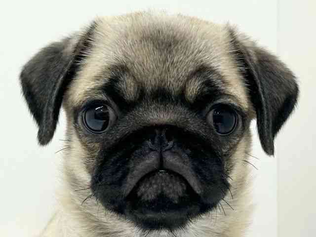 兵庫県のパグ (ひごペットフレンドリーブルメールHAT神戸店/2025年11月9日生まれ/女の子/フォーン)の子犬の1枚目の画像