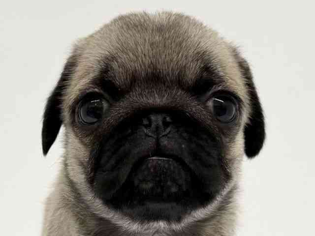 兵庫県のパグ (ひごペットフレンドリーブルメールHAT神戸店/2025年11月9日生まれ/女の子/フォーン)の子犬