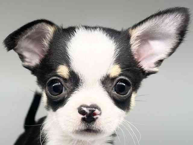 徳島県のチワワ(スムース) (ひごペットフレンドリーゆめタウン徳島店/2025年11月9日生まれ/男の子/ブラックタンホワイト)の子犬の1枚目の画像