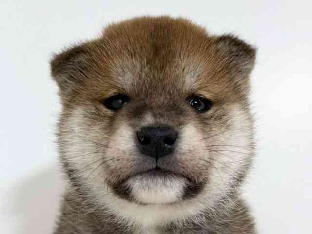 兵庫県の柴犬(標準サイズ) (ひごペットフレンドリーイトーヨーカドー明石店/2025年11月9日生まれ/女の子/赤)の子犬の1枚目の画像