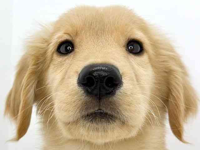 大阪府のゴールデンレトリバー (ひごペットフレンドリーいこらもーる泉佐野店/2025年11月9日生まれ/男の子/ゴールデン)の子犬の1枚目の画像