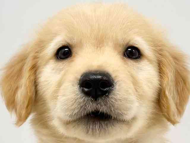 大阪府のゴールデンレトリバー (ひごペットフレンドリーイオンタウン豊中庄内店/2025年11月9日生まれ/女の子/ゴールデン)の子犬の1枚目の画像