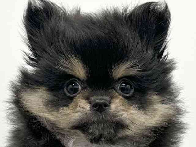 大阪府のポメチワ/チワポメ/ポメチー(ポメラニアン×チワワ) (ひごペットフレンドリーららぽーとEXPOCITY店/2025年11月9日生まれ/女の子/ブラックタン)の子犬の1枚目の画像