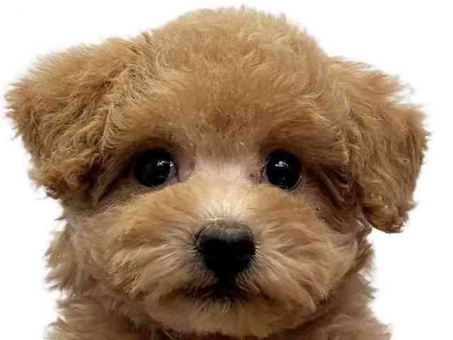 愛媛県のトイプードル(トイ) (ひごペットフレンドリーエミフルMASAKI店/2025年11月7日生まれ/女の子/オレンジフォーン)の子犬の1枚目の画像