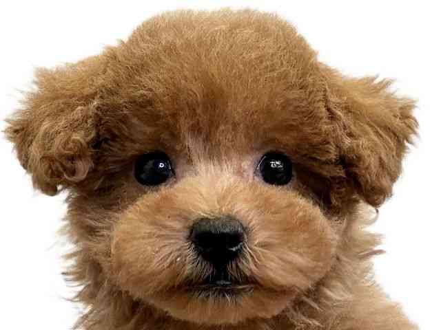 愛媛県のトイプードル(トイ) (ひごペットフレンドリーエミフルMASAKI店/2025年11月7日生まれ/女の子/オレンジフォーン)の子犬の1枚目の画像