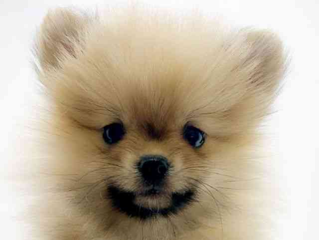 広島県のポメラニアン (ひごペットフレンドリーフジグラン神辺店/2025年11月8日生まれ/女の子/ウルフセーブル)の子犬