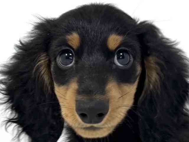 兵庫県のカニンヘンダックスフンド(ロング) (ひごペットフレンドリーイトーヨーカドー明石店/2025年11月2日生まれ/男の子/ブラックタン)の子犬の1枚目の画像