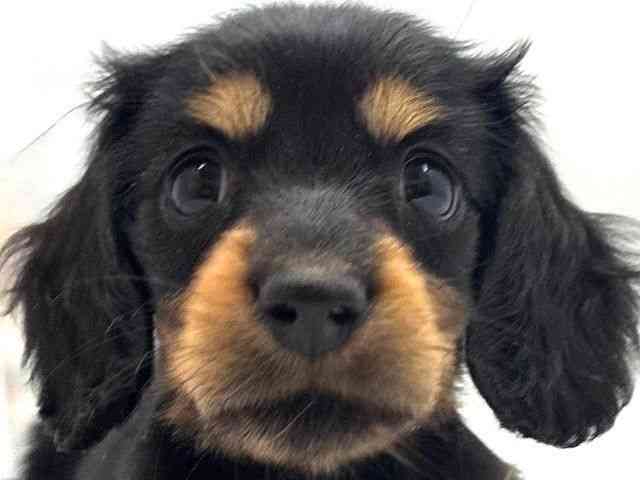 大阪府のミニチュアダックスフンド(ロング) (ひごペットフレンドリー東淀川店/2025年11月2日生まれ/女の子/ブラックタン)の子犬の1枚目の画像