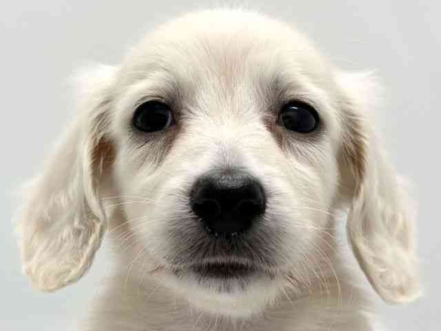 京都府のミニチュアダックスフンド(ロング) (ひごペットフレンドリー京都店/2025年11月1日生まれ/男の子/イエロー)の子犬の1枚目の画像