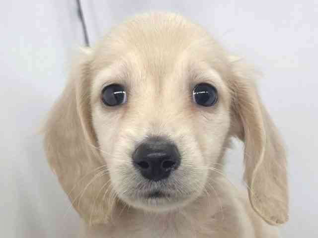 兵庫県のミニチュアダックスフンド(ロング) (ひごペットフレンドリーイオンタウン加古川店/2025年11月1日生まれ/男の子/イエロー)の子犬の1枚目の画像