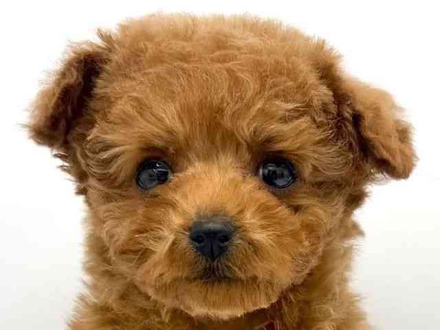 大阪府のトイプードル(トイ) (ひごペットフレンドリーららぽーとEXPOCITY店/2025年11月2日生まれ/女の子/レッドフォーン)の子犬の1枚目の画像