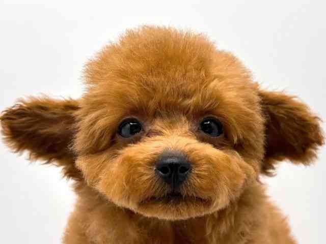 奈良県のトイプードル(トイ) (ひごペットフレンドリー田原本店/2025年11月2日生まれ/女の子/レッドフォーン)の子犬の1枚目の画像