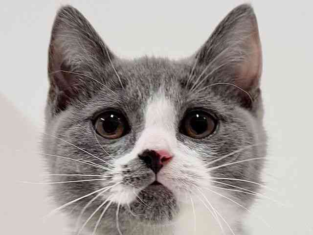 奈良県のブリティッシュショートヘアー (ひごペットフレンドリーイオンモール橿原ウエスト・ビレッジ店/2025年10月1日生まれ/男の子/ブルーホワイト)の子猫の1枚目の画像