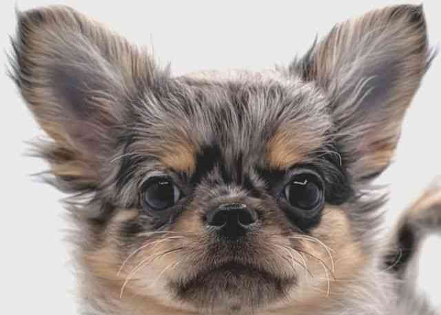 島根県のチワワ(ロング) (ひごペットフレンドリーイオン松江ショッピングセンター店/2025年11月4日生まれ/男の子/ブルーマール)の子犬の1枚目の画像