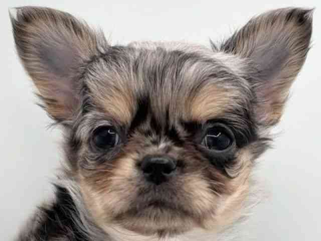 島根県のチワワ(ロング) (ひごペットフレンドリーイオン松江ショッピングセンター店/2025年11月4日生まれ/男の子/ブルーマール)の子犬の1枚目の画像