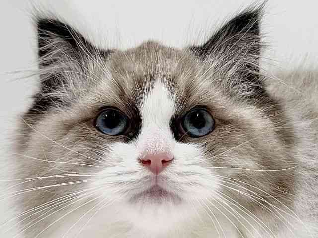 奈良県のラグドール (ひごペットフレンドリーイオンモール橿原ウエスト・ビレッジ店/2025年10月19日生まれ/女の子/シールポイントバイカラー)の子猫の1枚目の画像