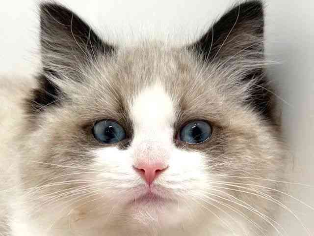 大阪府のラグドール (ひごペットフレンドリーイオン高槻店/2025年10月19日生まれ/女の子/シールポイントバイカラー)の子猫