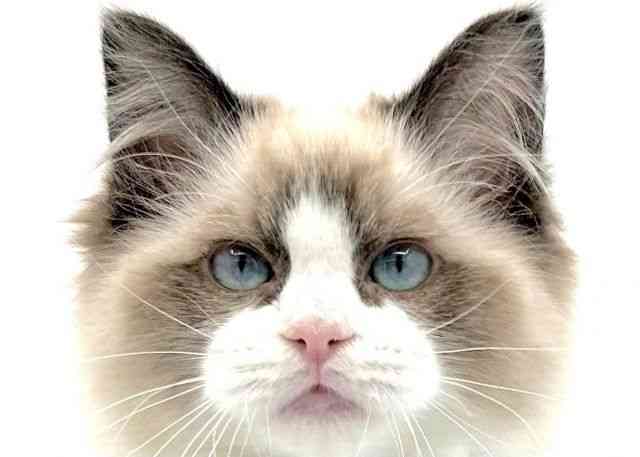 島根県のラグドール (ひごペットフレンドリーイオン松江ショッピングセンター店/2025年10月19日生まれ/男の子/シールポイントバイカラー)の子猫の1枚目の画像