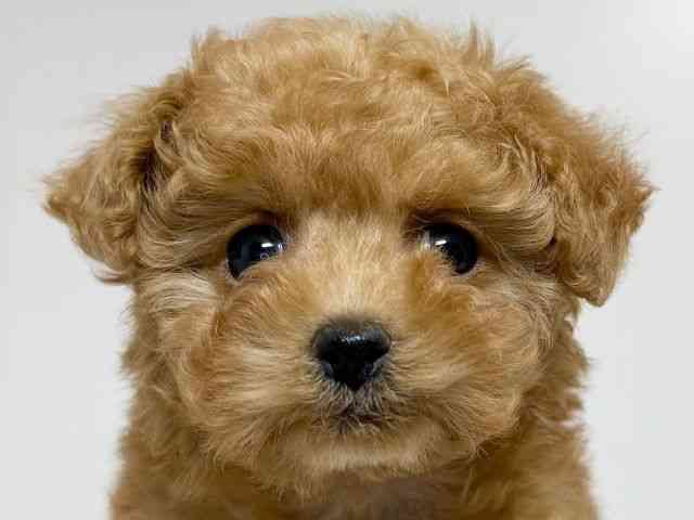 兵庫県のトイプードル(トイ) (ひごペットフレンドリーイトーヨーカドー明石店/2025年11月9日生まれ/女の子/オレンジフォーン)の子犬の1枚目の画像