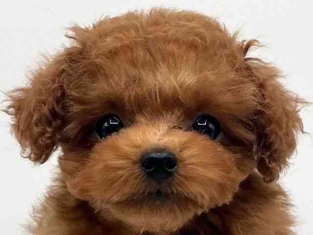 京都府のトイプードル(トイ) (ひごペットフレンドリーイオンモール高の原店/2025年11月2日生まれ/女の子/レッドフォーン)の子犬の1枚目の画像