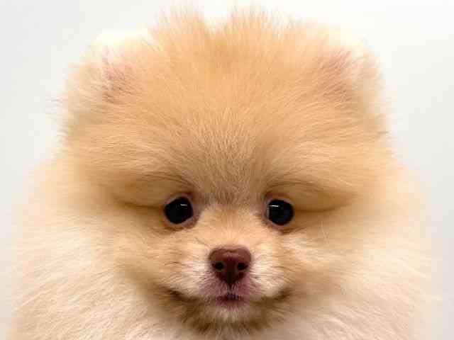 奈良県のポメラニアン (ひごペットフレンドリー田原本店/2025年11月8日生まれ/男の子/クリーム)の子犬の1枚目の画像