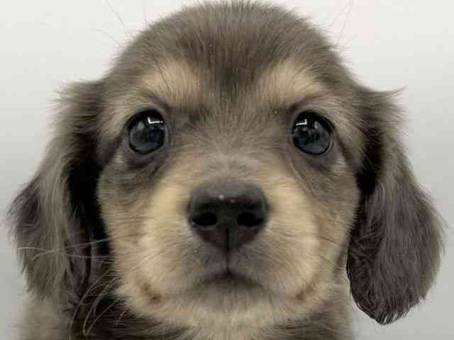 大阪府のミニチュアダックスフンド(ロング) (ひごペットフレンドリーららぽーとEXPOCITY店/2025年11月8日生まれ/男の子/ブルーダップル)の子犬の1枚目の画像