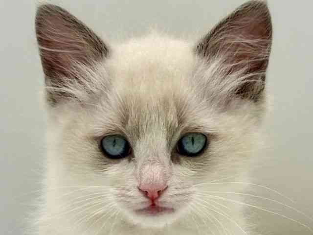 愛知県のラグドール (ひごペットフレンドリープライムツリー赤池店/2025年11月7日生まれ/女の子/ブルーポイントバイカラー)の子猫