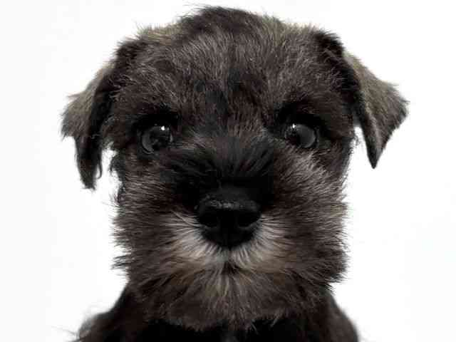 大阪府のミニチュアシュナウザー (ひごペットフレンドリーベルファⅡ都島店/2025年11月9日生まれ/男の子/ソルトペッパー)の子犬