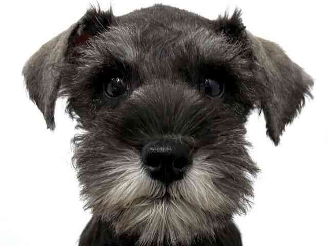 大阪府のミニチュアシュナウザー (ひごペットフレンドリーベルファⅡ都島店/2025年11月9日生まれ/男の子/ソルトペッパー)の子犬の1枚目の画像