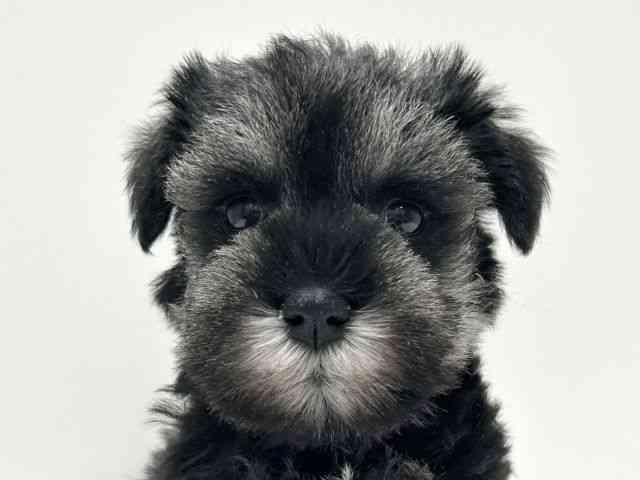 愛知県のミニチュアシュナウザー (ひごペットフレンドリーららぽーと名古屋みなとアクルス店/2025年11月7日生まれ/女の子/ソルトペッパー)の子犬の1枚目の画像