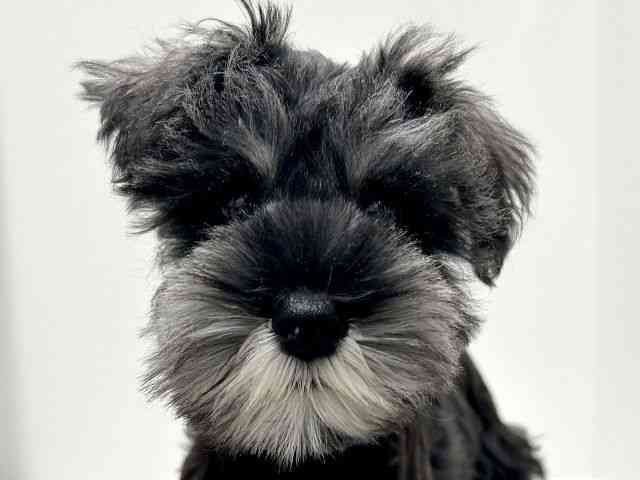 愛知県のミニチュアシュナウザー (ひごペットフレンドリーららぽーと名古屋みなとアクルス店/2025年11月7日生まれ/女の子/ソルトペッパー)の子犬の1枚目の画像