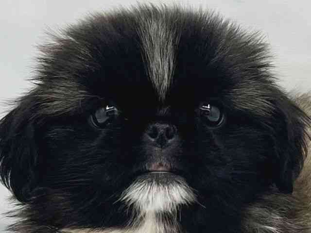 大阪府のペキニーズ (ひごペットフレンドリーイトーヨーカドー津久野店/2025年11月8日生まれ/男の子/フォーン)の子犬の1枚目の画像