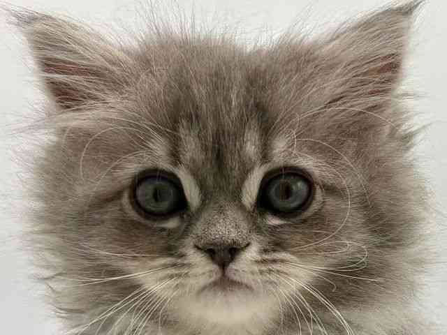 愛知県のサイベリアン (ひごペットフレンドリープライムツリー赤池店/2025年11月1日生まれ/女の子/ブルークラシックタビー)の子猫