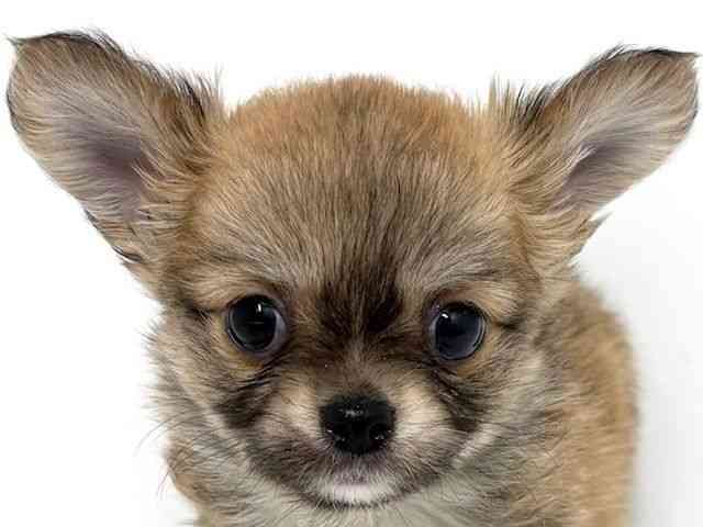 大阪府のチワワ(ロング) (ひごペットフレンドリーベルファⅡ都島店/2025年11月8日生まれ/男の子/フォーンホワイト)の子犬