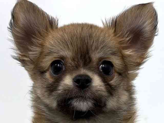 大阪府のチワワ(ロング) (ひごペットフレンドリーベルファⅡ都島店/2025年11月8日生まれ/男の子/フォーンホワイト)の子犬の1枚目の画像