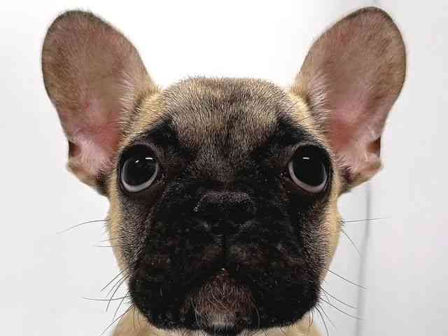 奈良県のフレンチブルドッグ (ひごペットフレンドリー奈良パワーシティ店/2025年11月6日生まれ/男の子/フォーン)の子犬の1枚目の画像