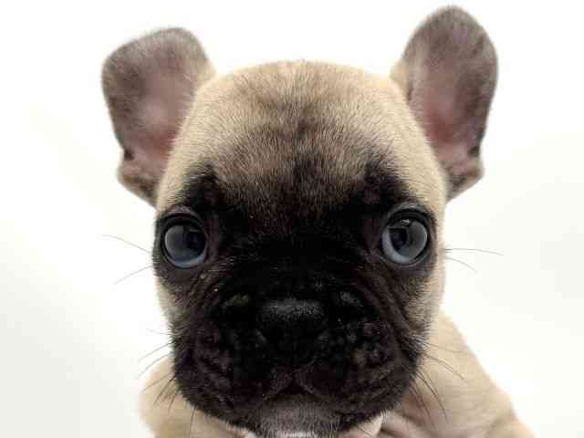 兵庫県のフレンチブルドッグ (ひごペットフレンドリークラウンパーク伊丹店/2025年11月6日生まれ/男の子/フォーン)の子犬の1枚目の画像